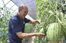 장수군 토마토랑 수박축제 8월 9∼10일 개최