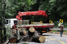 나무 쓰러져 통제되는 도로