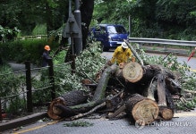 나무 쓰러져 통제되는 도로