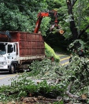나무 쓰러져 통제되는 도로