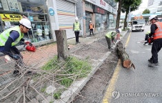 장마 안전사고 대비 고사목 제거