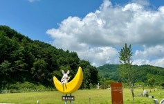 [픽! 평창] 클래식 계촌마을 여름배추 수확…속이 꽉 차 예술이야