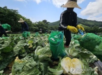 속이 꽉 찬 여름배추 수확 한창