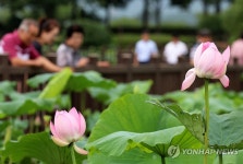 무안회산백련지 연꽃 감상