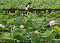 연꽃 핀 회산백련지