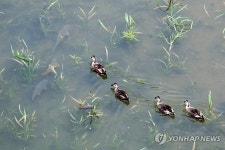 소양호 오리 가족과 붕어 가족의 만남