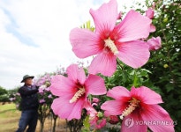 만개한 무궁화