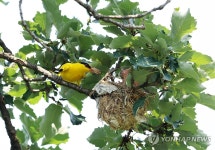 아무도 모르겠지? 은밀한 곳의 꾀꼬리 둥지