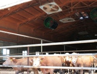 [르포] 제값 못 받는데 폭염 덮쳐 소 키우기 죽을 맛…한우농가 울상