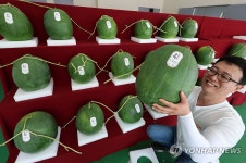 지오푸드 무등산수박 본격 출하