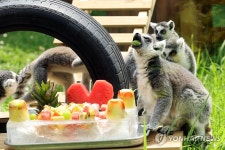 냠냠쩝쩝 과일 먹는 원숭이