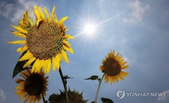 해바라기도 뜨거운 태양이 싫어