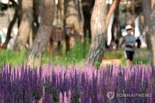 맥문동꽃 핀 경주 황성공원