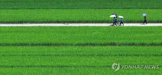 입추 앞둔 들녘