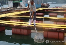폐사한 우럭 건져내는 어민