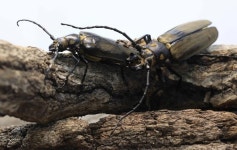 수달 가족부터 장수하늘소 한 쌍의 사랑까지…자연유산 만나볼까