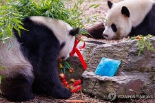 [월드&포토] 중국 가는 벨기에 쌍둥이 판다의 마지막 생일