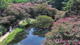 배롱나무꽃 핀 명옥헌 원림