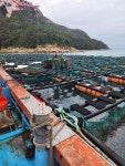 대낮 수온 28도 매일 반복…흑산도 전복 양식장 전전긍긍