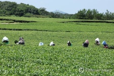 여름 녹차밭 작업