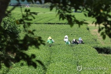 여름 녹차밭 작업