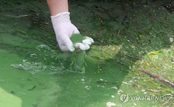 수도권 상수원 팔당호도 조류경보 가능성…폭염에 녹조 악화