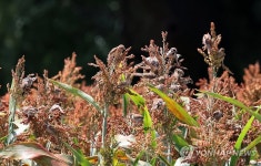 농부들의 땀이 참새들의 맛집