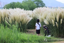 팜파스 아래에서