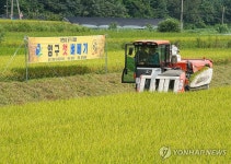 자연중심 양구 오대쌀 첫 벼 베기 행사