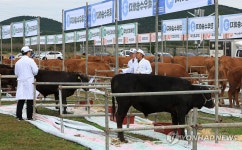[서귀포소식] 제주 흑한우 축산물 박람회