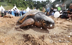 고향으로 돌아가는 바다거북