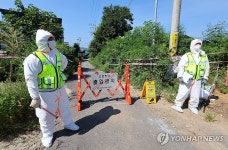 김포 양돈농장 아프리카돼지열병(ASF) 발생