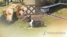춘천 강아지숲서 2024 도그스포츠댄스 국제대회 개최