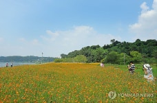 가을의 문턱, 코스모스와 함께...서울 폭염특보 해제