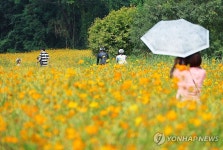 가을의 문턱, 코스모스와 함께...서울 폭염특보 해제