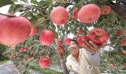 추석용 홍로사과 첫 수확해요