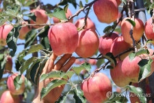 제철 맞은 황매산 햇사과