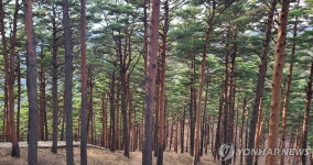무단으로 소나무·참나무 8천700그루 베어낸 영농법인 벌금형