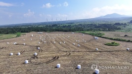 제주 중산간 목초 수확 한창