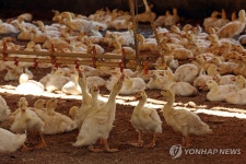 폭염에 닭·돼지·소 등 142만마리 폐사…보험금 210억원 지급