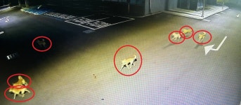 대구 동구 혁신도시 들개 출몰에 골머리…대응 요청 민원도