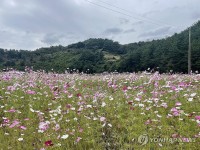 대전 대덕구, 내달 3∼5일 장동 계족산 코스모스 축제 개최