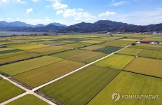 [사진톡톡] 추분 앞두고 황금색으로 변하는 창원 대산면 들녘