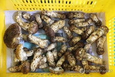 자연산 양양송이 공판 시작…1등급 ㎏당 111만원
