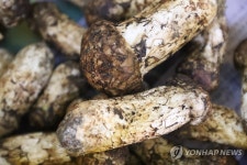 자연산 양양송이 공판 시작…1등급 ㎏당 111만원