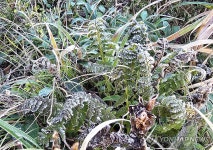 첫서리 내린 설악산