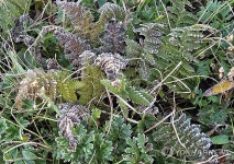 첫서리 내린 설악산