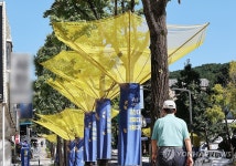 낙과수집망 설치된 은행나무