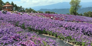 보랏빛으로 물든 감악산