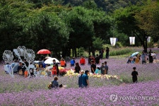 더 새로워진 인제 가을꽃 축제